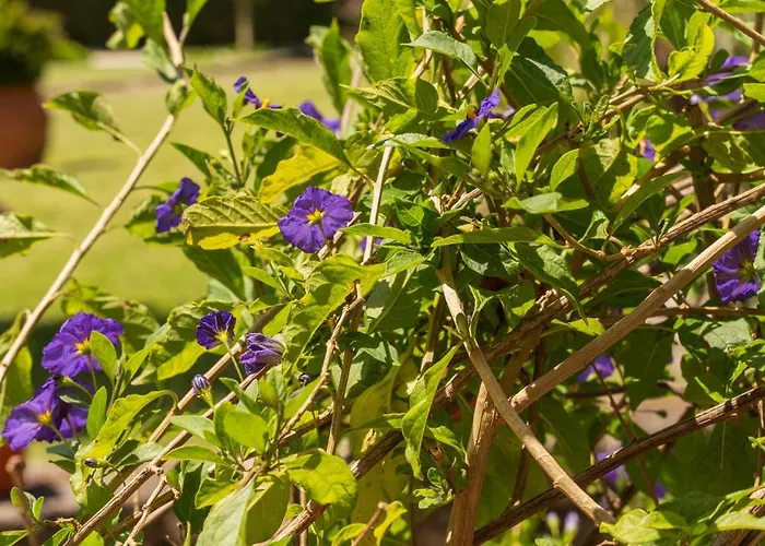 House Sopo Дом отдыха